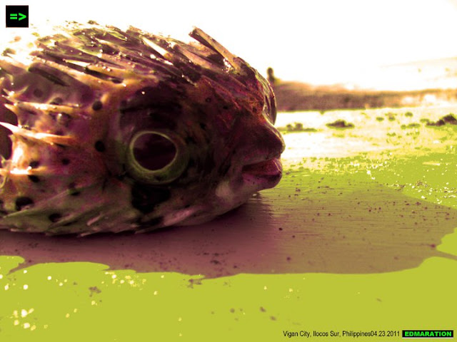 Mindoro Beach, Vigan City | My First Puffer Fish Actual Encounter