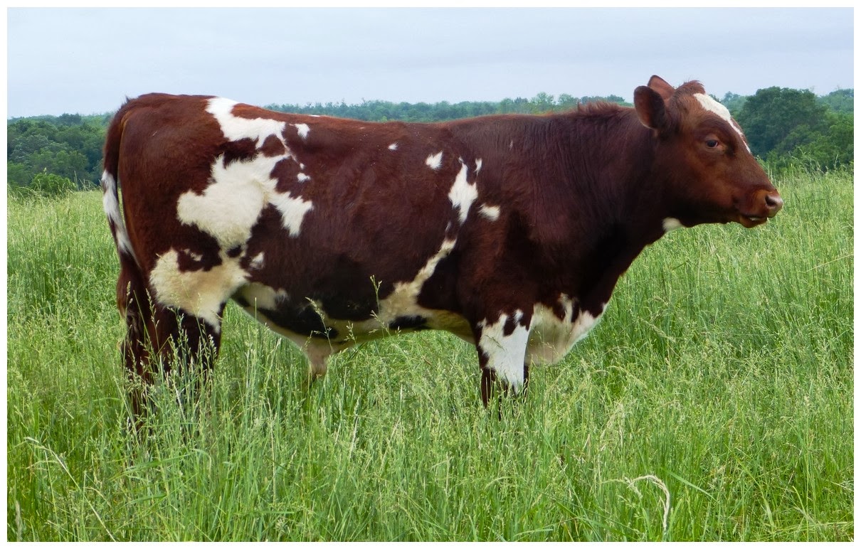 Generalidades de la Ganadería Bovina. Milking Shorthorn