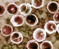 Chlamydia Treatment And Management Chlamydia Treatment And Management