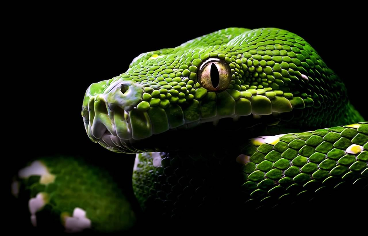 Fotos de animales: ¡VIVA LA SANGRE FRIA!