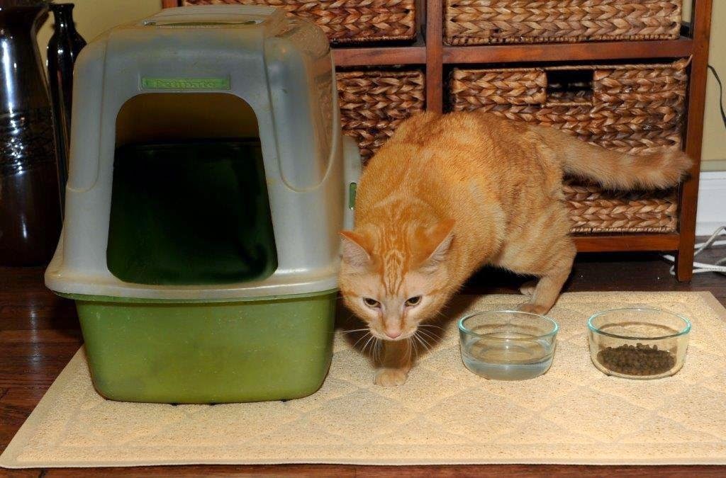 Popular Product Reviews by Amy Kitty Litter Mats for Cats Tracking