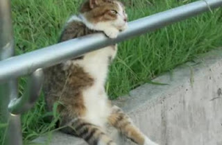 76 Foto Gambar Kucing Galau Paling Keren 76 Foto Gambar Kucing Galau Paling Keren