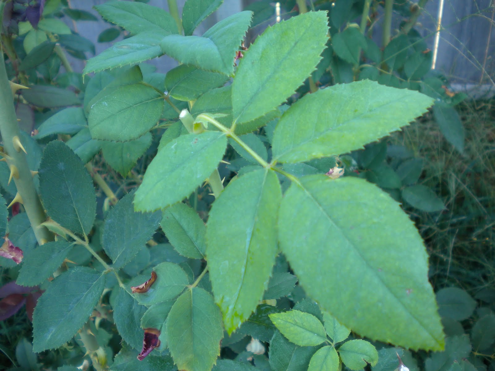 Tending The Veggies . . . August 2011