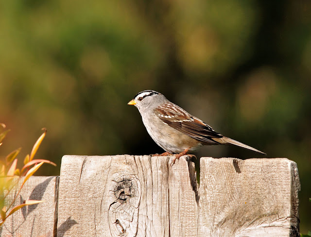 Barbara Rich Photography Backyard Birding in Chico California Barbara Rich Photography Backyard Birding in Chico California