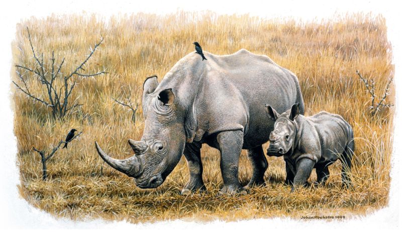 http://4.bp.blogspot.com/-KhlVPbTkwbM/UJrs9rT4xoI/AAAAAAAASdw/6pQEA0jLQts/s1600/17-johan-hoekstra-white-rhino-and-calf-1999-wildlife-art.jpg
