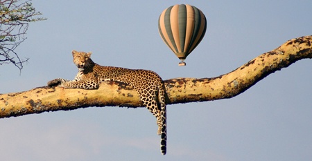 Serengeti Balloon Safaris