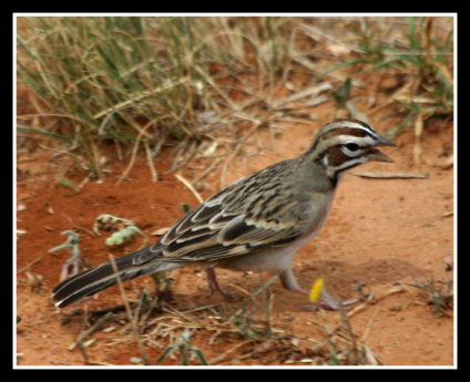 essay on evening hawk essay on evening hawk