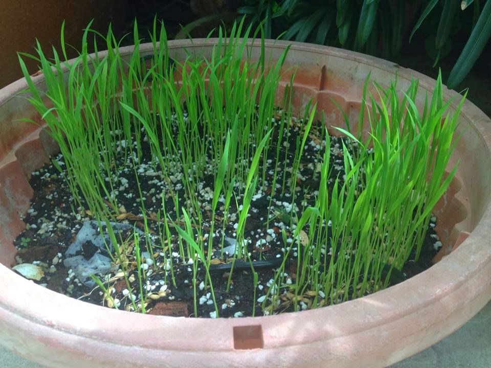 how to grow rice at home