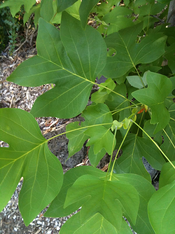 Tulip Tree Leaves