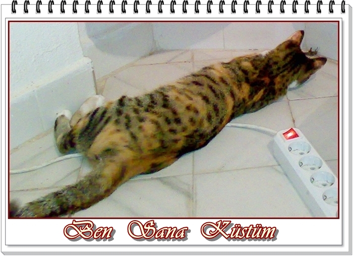 Ehil Kalem Komik Kedi