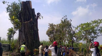 Pohon Keramat Kembali Berdiri Tegak Setelah Tumbang Pohon Keramat