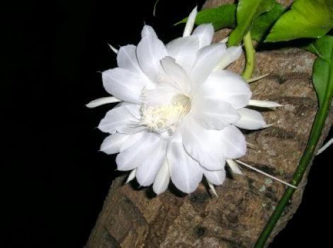 1 Muda De Dama Da Noite, Coerana - Cestrum Nocturnum - 50cm