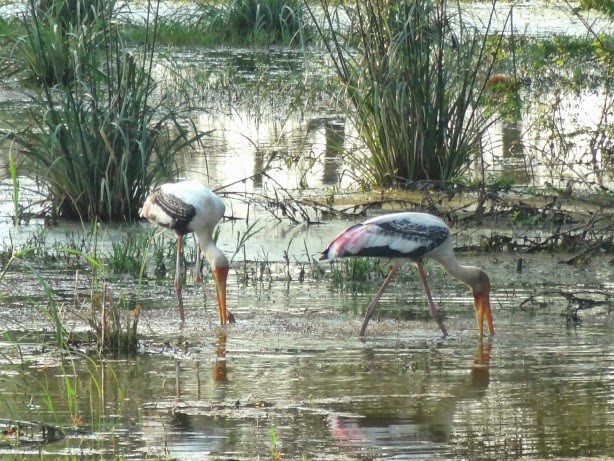 keoladeo parc national grue heron echassier oiseau marecage migration migrateur inde
