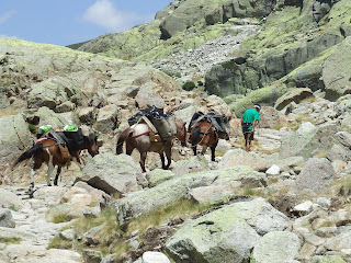 chevaux en direction du refuge de Gredos