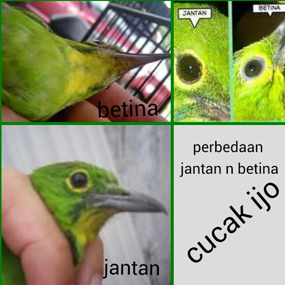 Sahabat trumas Perbedaan cucak ijo trotol jantan n betina