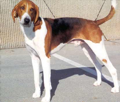 English Foxhound Favorite Pet of Napoleon III ~ planetanimalzone