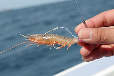 Những kỹ thuật sử dụng mồi câu hiệu quả Móc mồi tép