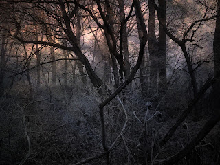 Scary_Forest_by_streety.jpg