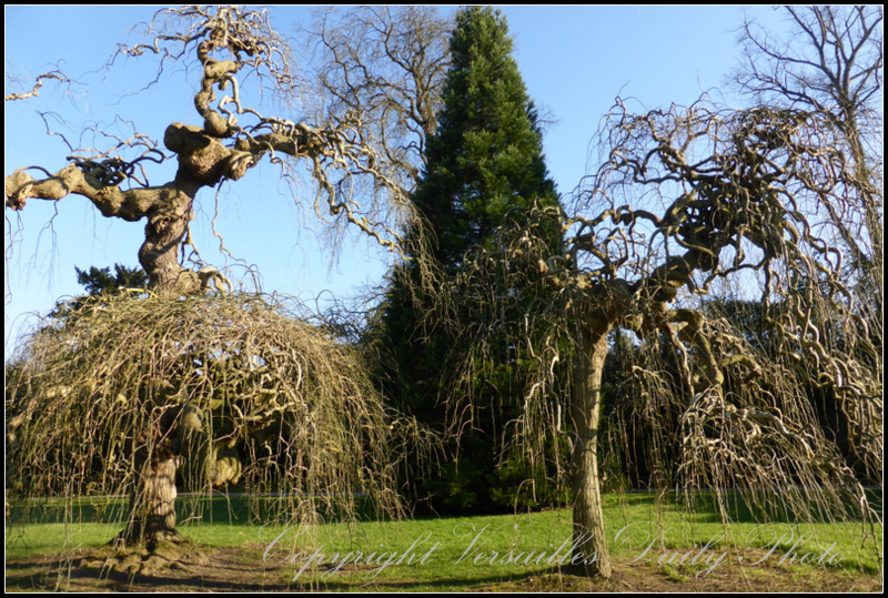 Trees Petit Trianon Versailles