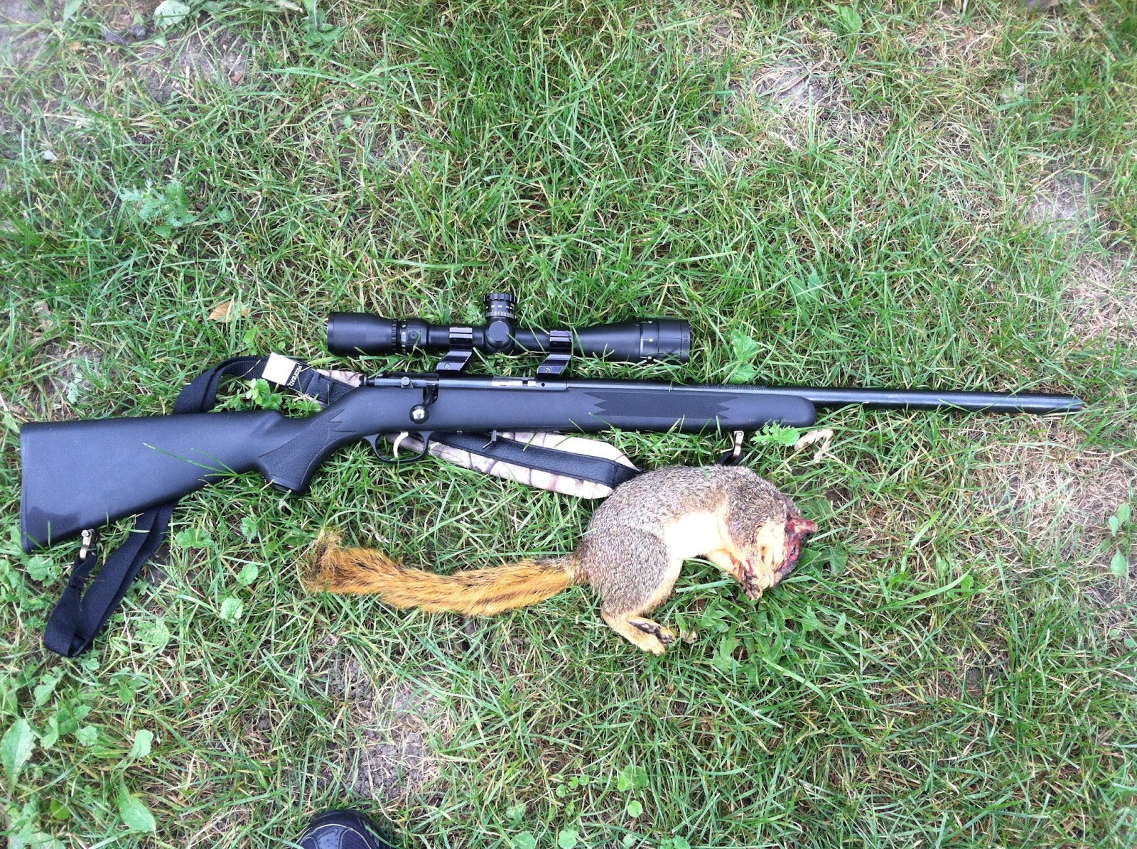 The Urban Sportsman Quick Tips for Better Squirrel Hunting