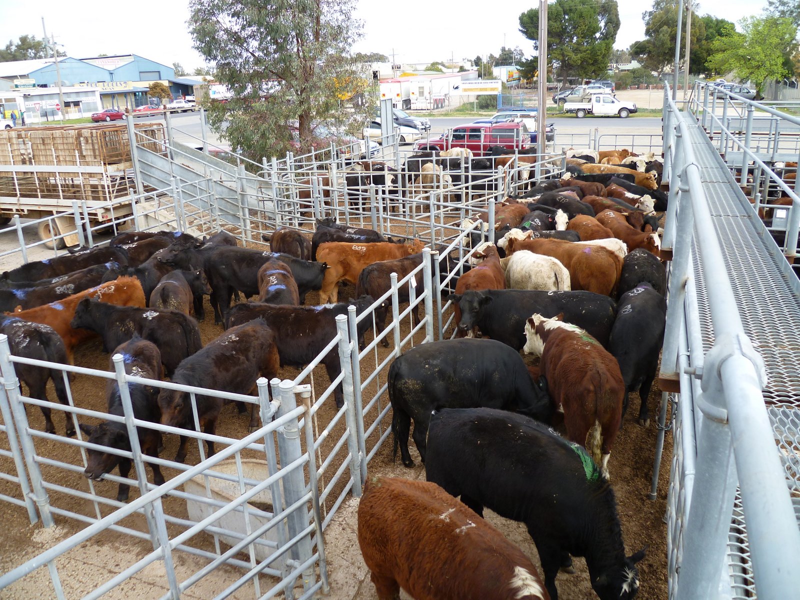 Witchwae on the Move Swan Hill Cattle Saleyards