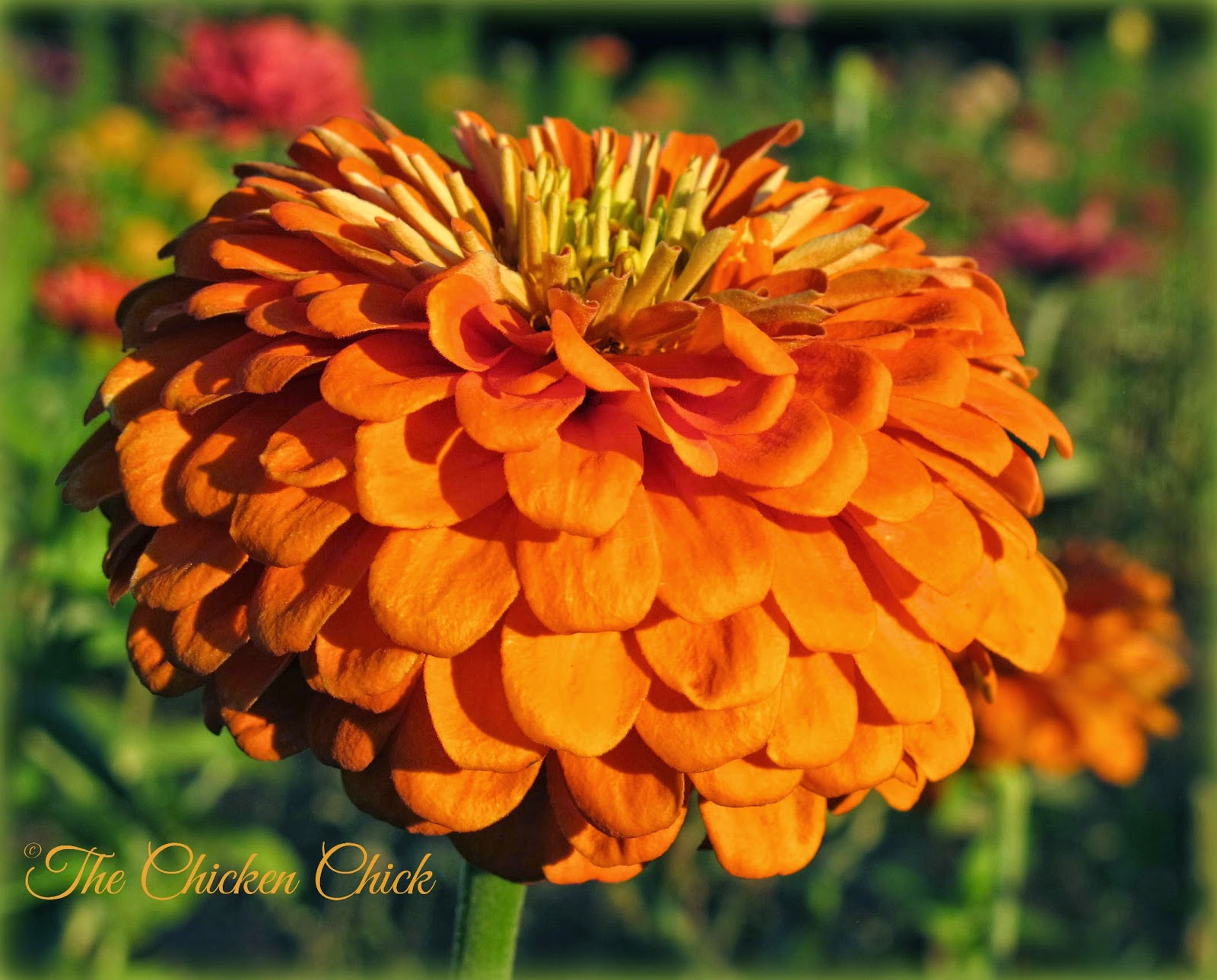 Flock Focus Friday with The Chicken Chick ® orange zinnia