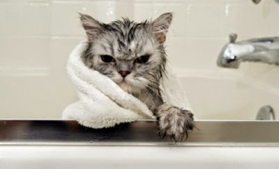 Kucing Mandi cara-aman-memandikan-kucing_653245