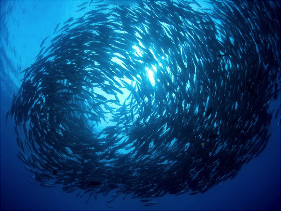 Full Spectrum Biology Where are all the fish going? How climate change