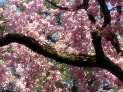 cherry tree blossoming. CHERRY BLOSSOM TREE JAPANESE