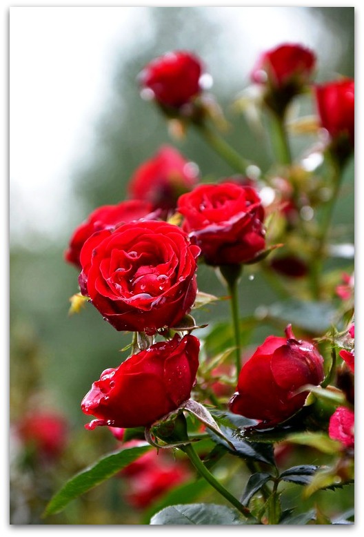 Where the wild roses grow...