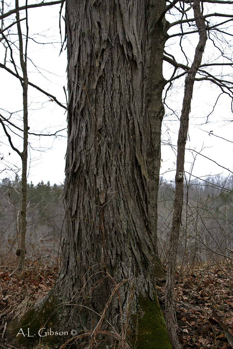 What is shellbark hickory?