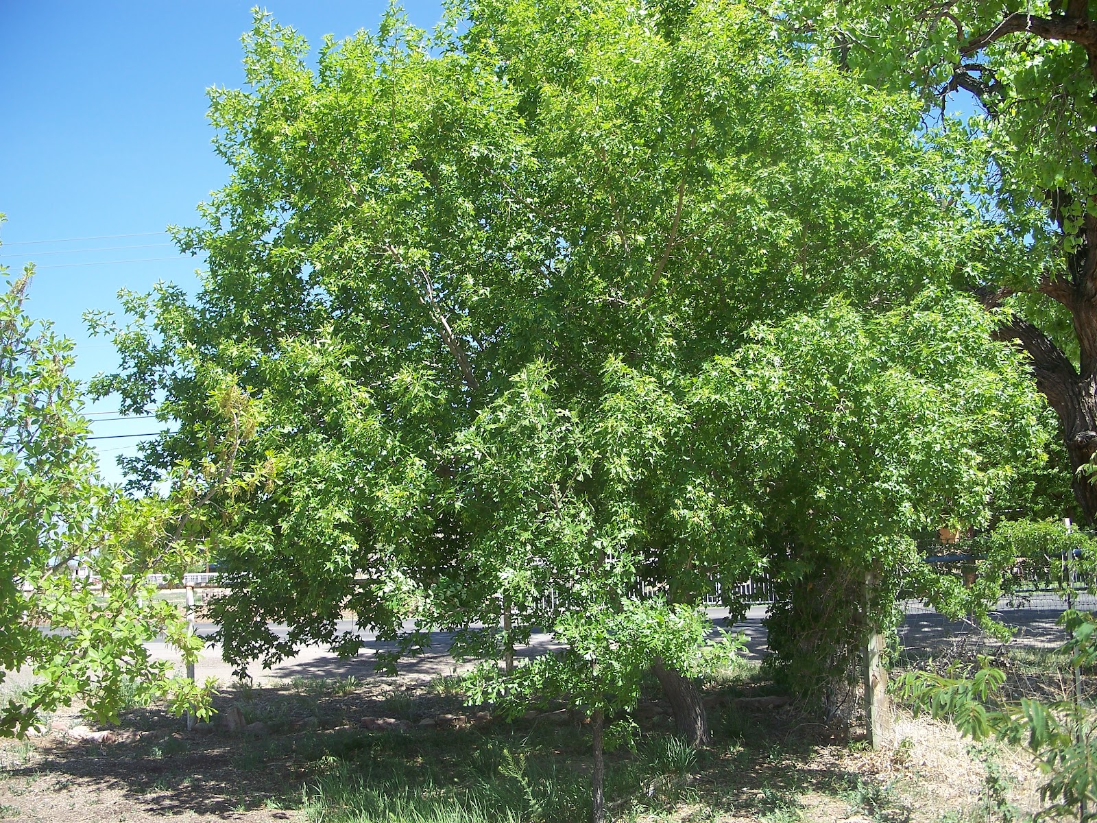 Shade Trees for Small Spaces