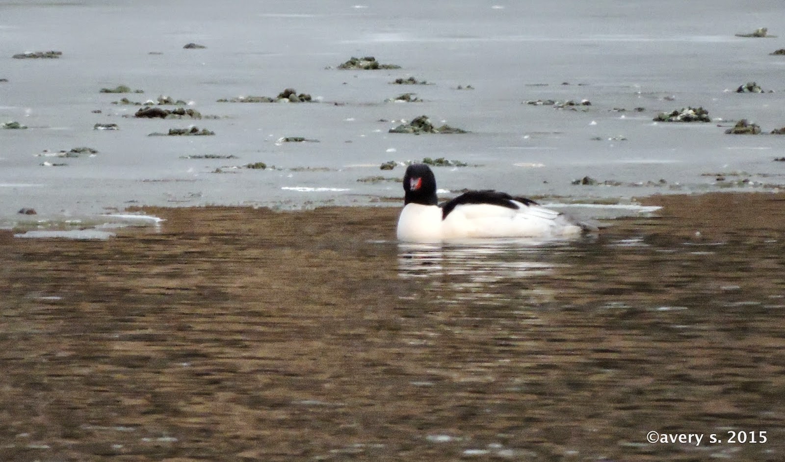The Birdy Site New York State Waterfowl Count