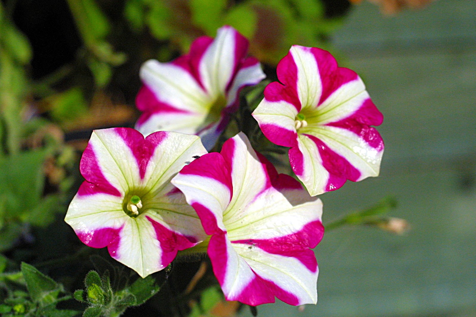 พิทูเนีย: ดอกพิทูเนีย (Petunia)