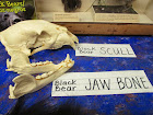 Black Bear skull and jaw bone.