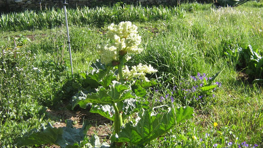 Gite Des Gabriels La Chapelle En Vercors Une Fleur De Rhubarbe