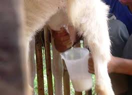 Efficacy of and Benefits of Goat Milk for Health