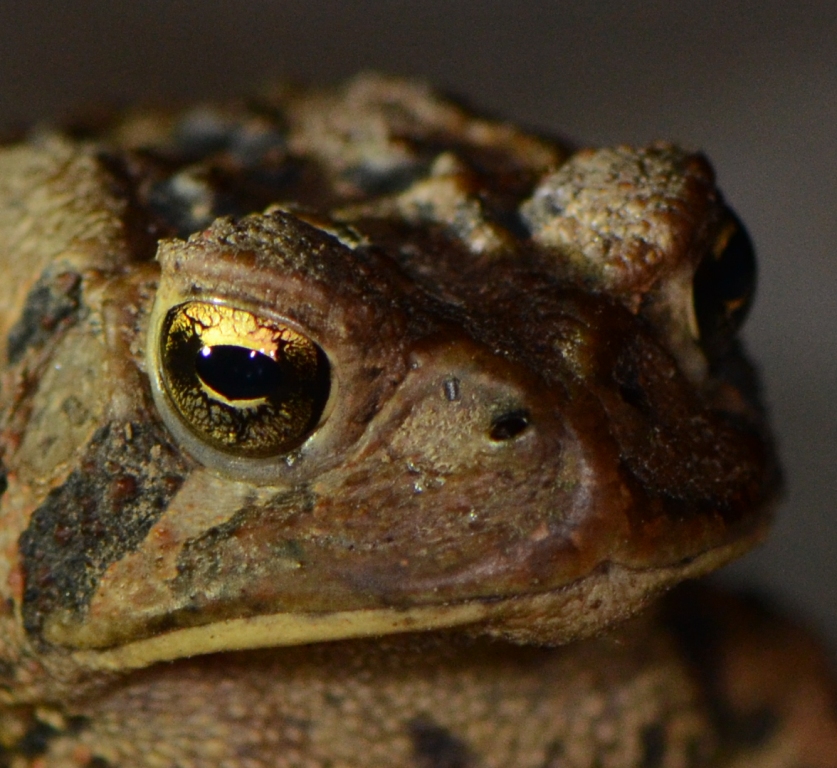 Ohio Birds and Biodiversity I like toads, warts and all