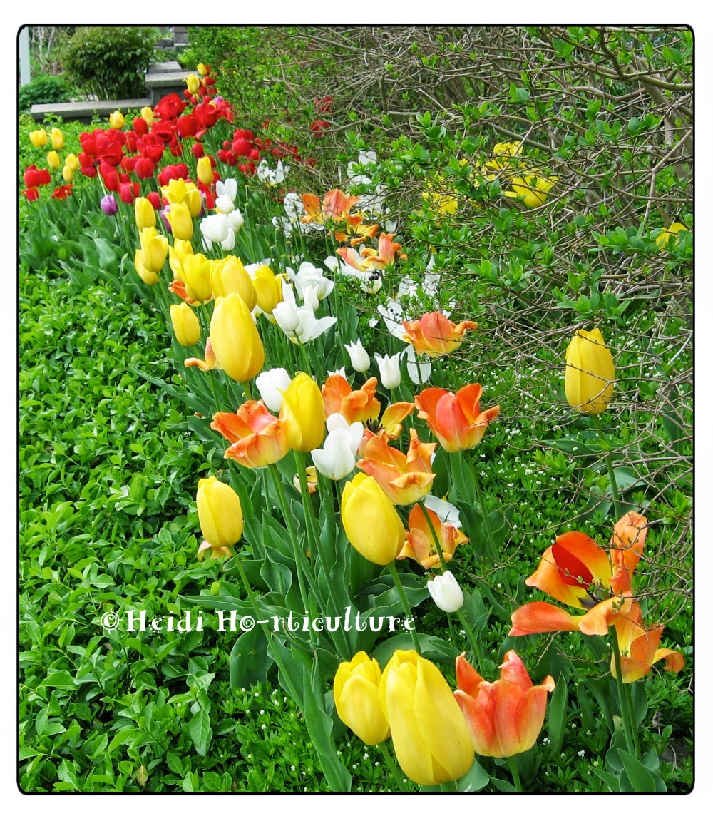 Heidi Horticulture Deadheading Flowering Bulbs After Blooms Fade