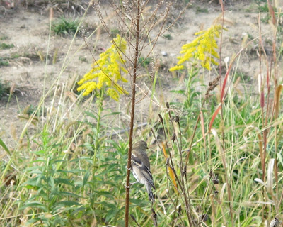 Marsh Bird