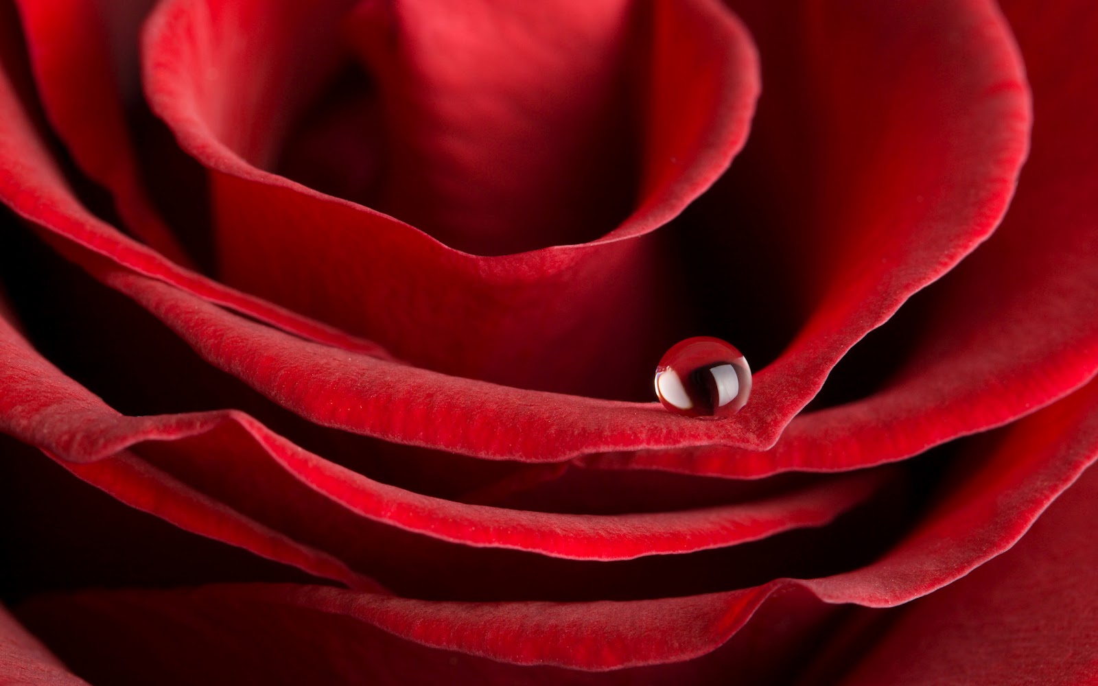 Valentine's day romantic rose HD desktop wallpapers free ...