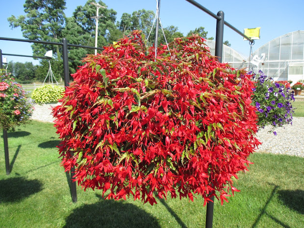 rotary botanical gardens - hort