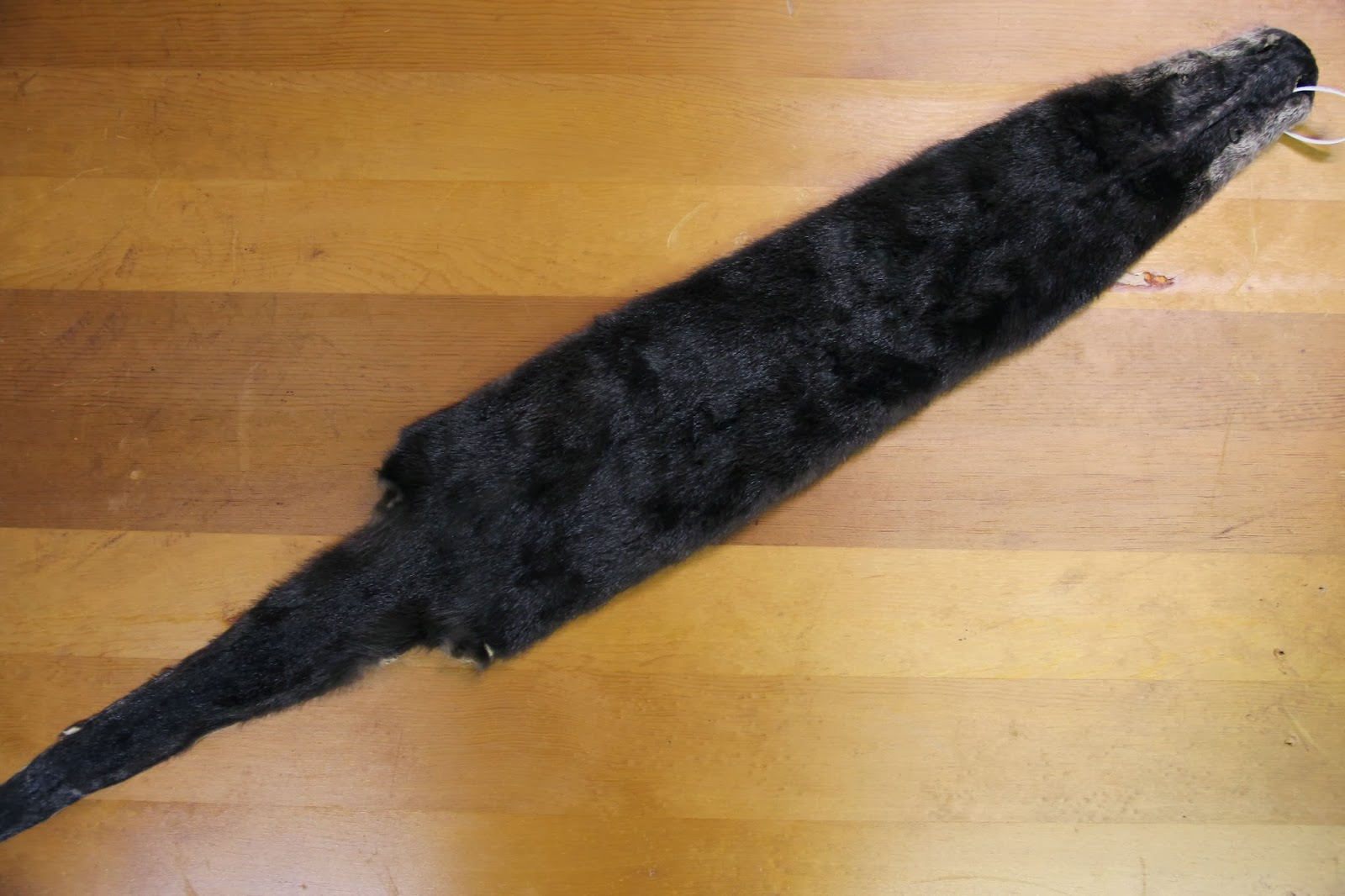 Isabella Conservation District Environmental Education Program