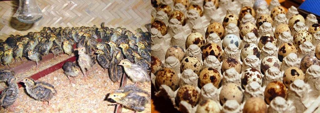 poultry farming in rural egypt essay poultry farming in rural egypt essay