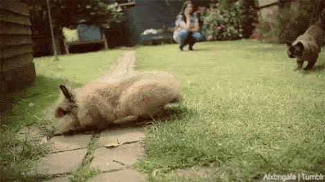 Funny animal gifs, bunny and cat playing