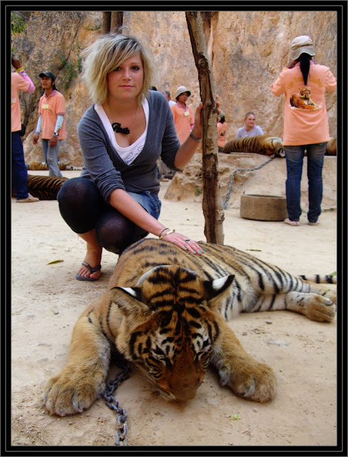 tiger temple thailand tiger temple thailand