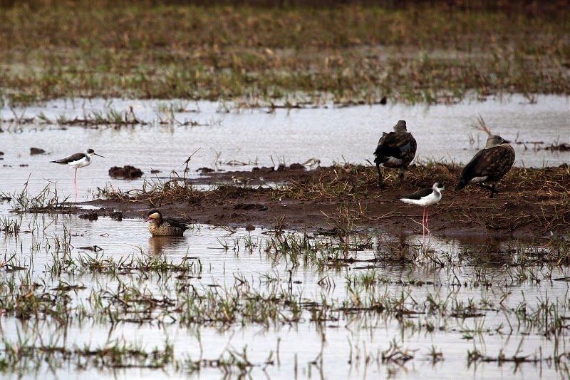 red billed teal, black winged stilts and blue winged goose red billed teal, black winged stilts and blue winged goose