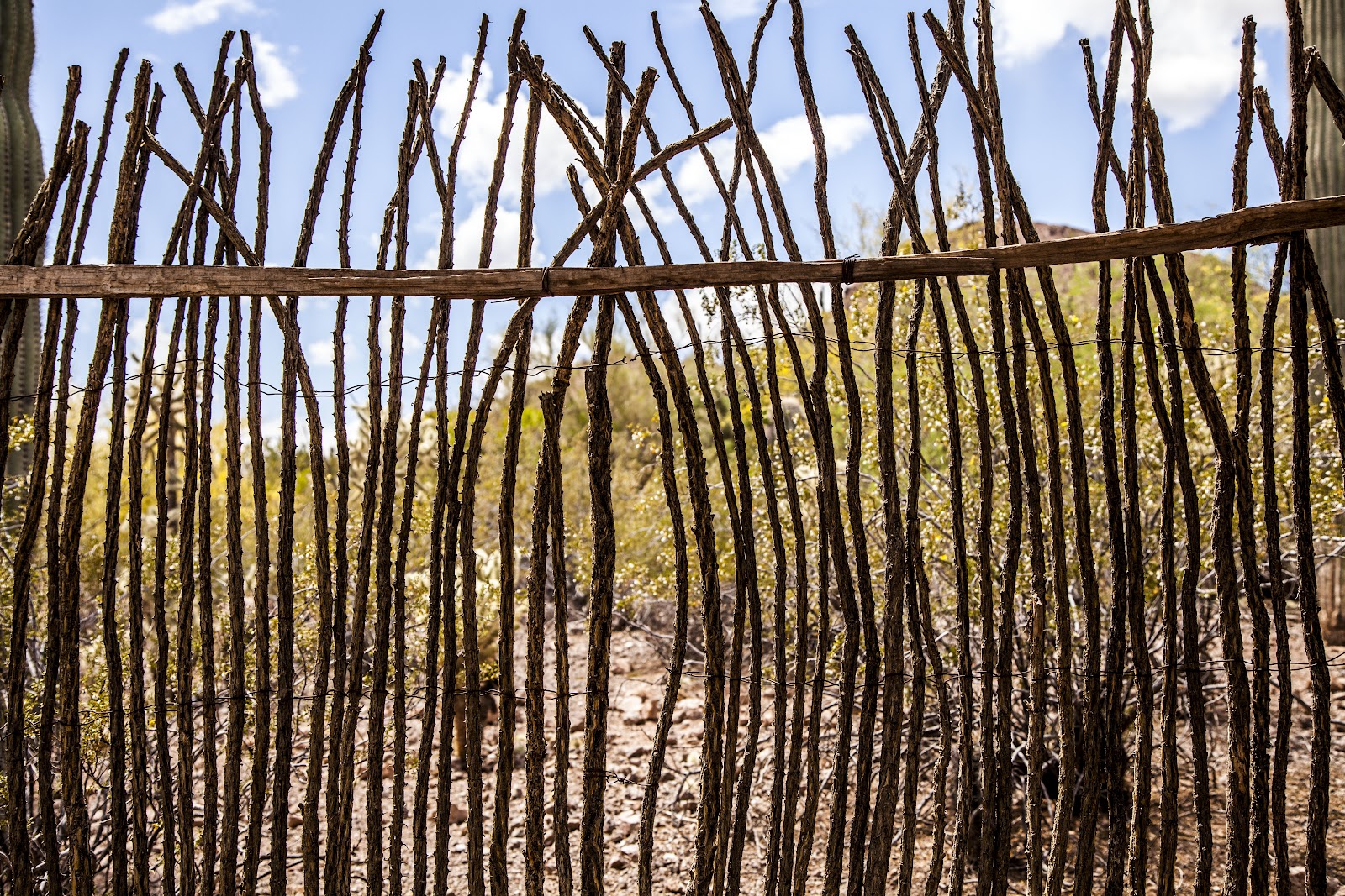 Walking Arizona Ocotillo Fence