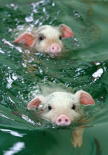Pigs funny , Pigs funny pictures,gallery Pigs funny 2012 . | DAILY NEWS