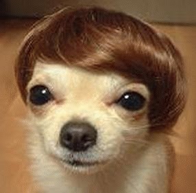 dog wear wig dog cute funny